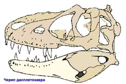 Дасплетозавр