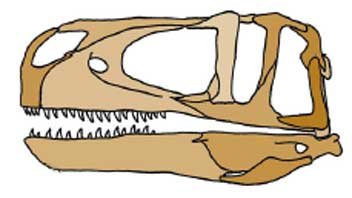 Череп</e> class=