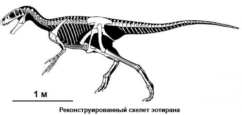 Скелет еотирану