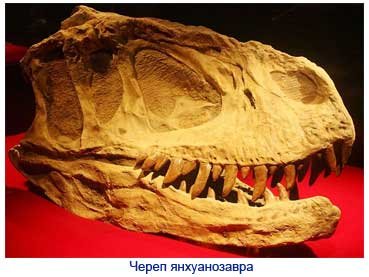 янхуанозавр