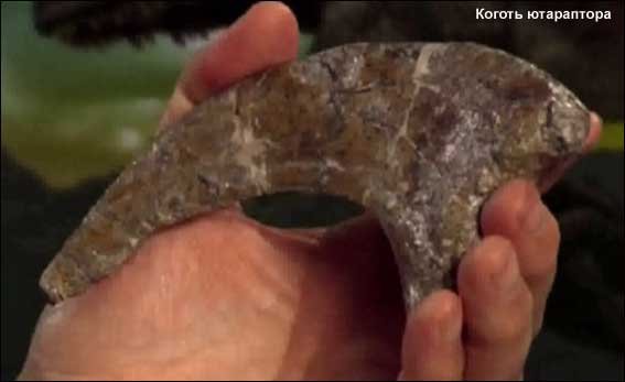 Кіготь ютараптора