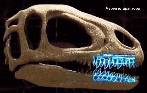 Череп ютараптора