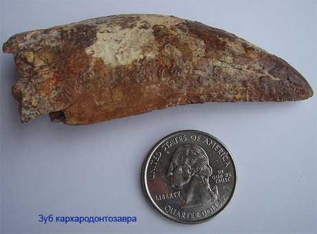 Кархародонтозавр