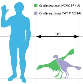 Каудіптерикс