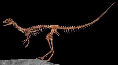 Компсогнатус