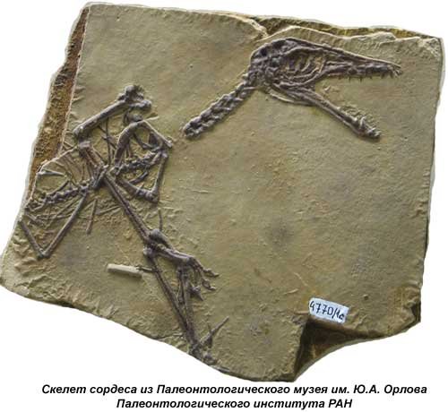 Сордес волохатий