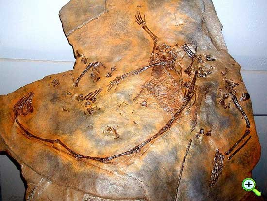 таністрофей